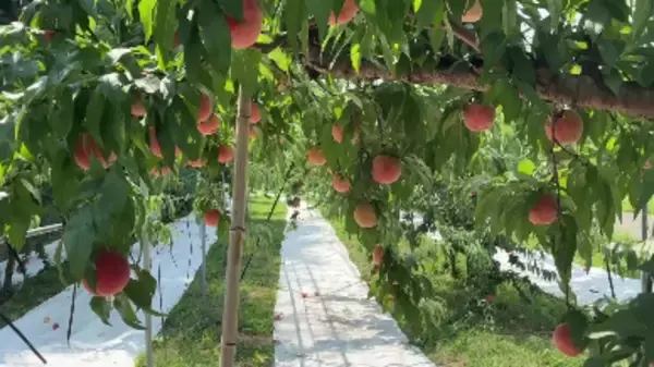 「遠隔地をリアルに体感！没入型遠隔観光体験の実証実験を行います」の画像
