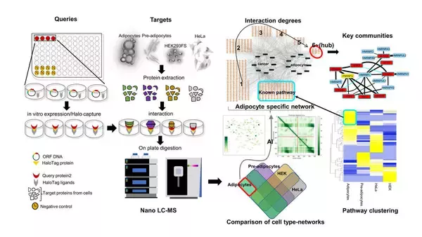 「脂肪細胞の分子ネットワークを地図に　―高速網羅的たんぱく質間相互作用解析が可能にー--摂南大学」の画像