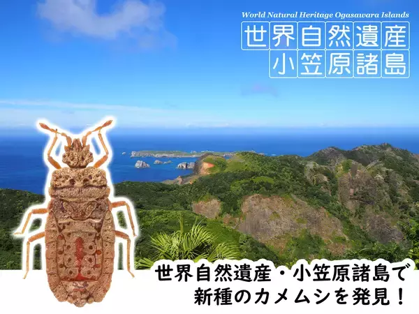 「世界自然遺産・小笠原諸島から新種のカメムシを発見」の画像
