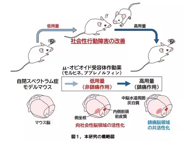 自閉スペクトラム症の薬物治療へ新たな光！ ～鎮痛作用を示さない低用量オピオイドが社会性に関わる機能を改善～