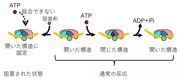 「【横浜市立大学】抗ヘルペスウイルス薬が働く仕組みを原子レベルで解明」の画像