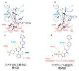 「【横浜市立大学】抗ヘルペスウイルス薬が働く仕組みを原子レベルで解明」の画像3