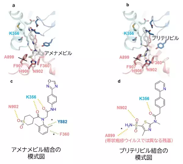 「【横浜市立大学】抗ヘルペスウイルス薬が働く仕組みを原子レベルで解明」の画像