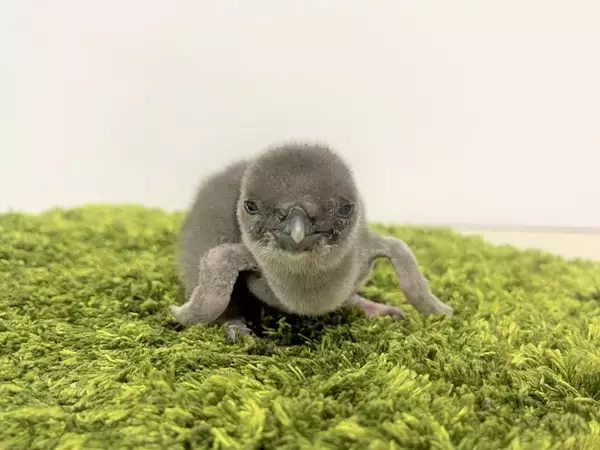 「【すみだ水族館】2年ぶりにペンギンの赤ちゃんが仲間入りマゼランペンギンの赤ちゃん「あられ」、「つづみ」誕生」の画像