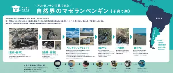 「【すみだ水族館】2年ぶりにペンギンの赤ちゃんが仲間入りマゼランペンギンの赤ちゃん「あられ」、「つづみ」誕生」の画像