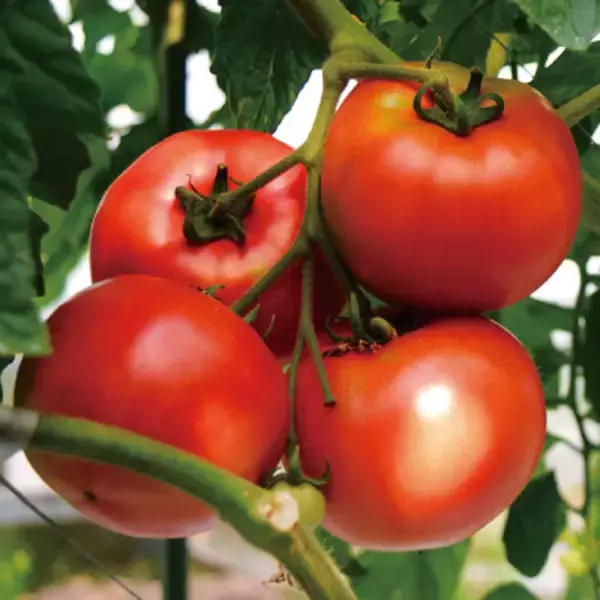 「＜3日間限定／各日10名＞一之瀬愛衣× SAKE HUNDRED　羽田空港「和蔵場」ラグジュアリースカイディナー」の画像