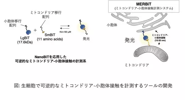 【学習院大学】ミトコンドリアのストレス対策メカニズムを解明！細胞の健康を守る仕組みを発見