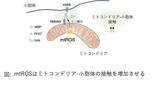 「【学習院大学】ミトコンドリアのストレス対策メカニズムを解明！細胞の健康を守る仕組みを発見」の画像2