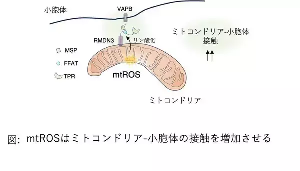 「【学習院大学】ミトコンドリアのストレス対策メカニズムを解明！細胞の健康を守る仕組みを発見」の画像