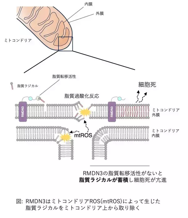 「【学習院大学】ミトコンドリアのストレス対策メカニズムを解明！細胞の健康を守る仕組みを発見」の画像