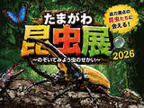 「【玉川高島屋S.C.】夏のイベント情報 第二弾 人気昆虫系YouTuber「むし岡だいき」氏のトークショーやカブトムシの標本づくりワークショップも開催！「たまがわ昆虫展2026」詳細コンテンツを公開」の画像4