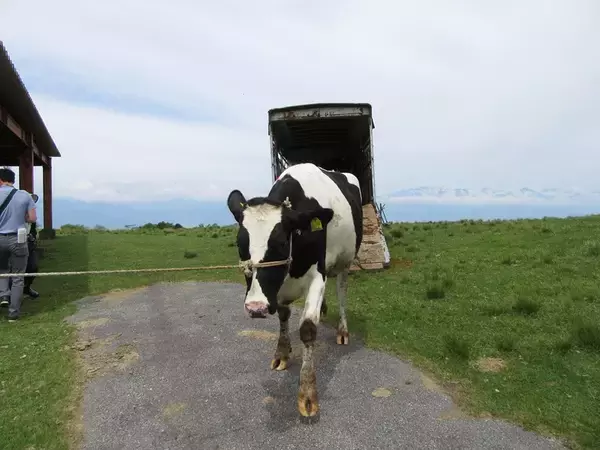 「【モ～最COW（高）！】満開のレンゲツツジの高ボッチ高原に今年も牛が来たよー！」の画像