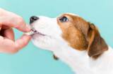 「犬も腸内環境が長生きの秘訣!? 愛犬の腸活を始めよう」の画像1