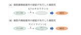 「【東京工科大学】抗がん剤による細胞死の違いを「物理的変化」から可視化 ― 水晶振動子センサーで抗がん剤の作用機構の違いを解明 ―」の画像2