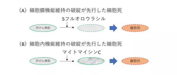 「【東京工科大学】抗がん剤による細胞死の違いを「物理的変化」から可視化 ― 水晶振動子センサーで抗がん剤の作用機構の違いを解明 ―」の画像