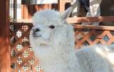 「東武動物公園×JIRCAS（国際農研）によるラマ（リャマ）・アルパカの共同研究をスタート」の画像1