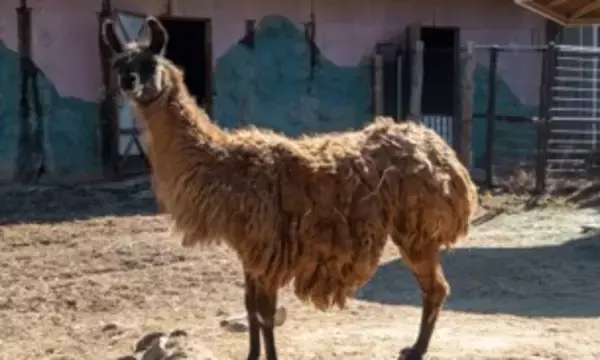 「東武動物公園×JIRCAS（国際農研）によるラマ（リャマ）・アルパカの共同研究をスタート」の画像