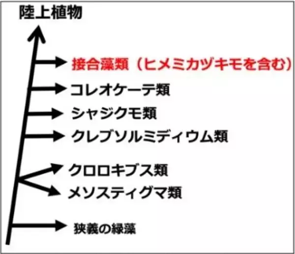 「植物の有性生殖と陸上進出の謎に迫る ～接合藻類ヒメミカヅキモのゲノム解読と接合型決定遺伝子の同定～」の画像