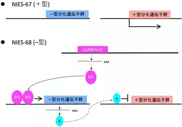 「植物の有性生殖と陸上進出の謎に迫る ～接合藻類ヒメミカヅキモのゲノム解読と接合型決定遺伝子の同定～」の画像