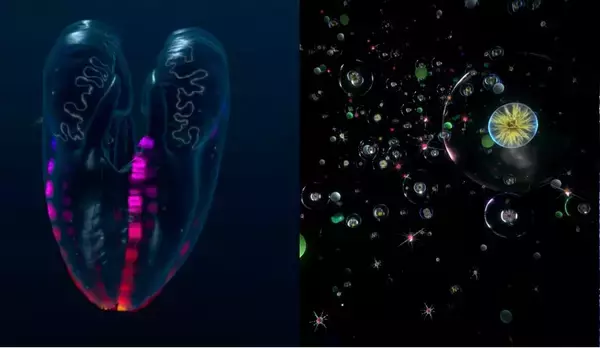 「【すみだ水族館】VR体験やパネル展示で世界の海洋ごみ問題の「今」を知る期間限定イベントを3月19日（木）より開催」の画像