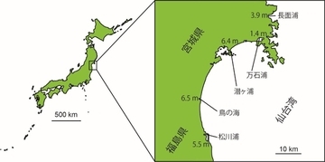 約20年にわたる野外調査が物語る東日本大震災の干潟生態系への爪痕