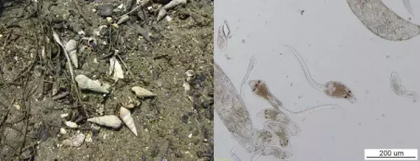 「約20年にわたる野外調査が物語る東日本大震災の干潟生態系への爪痕」の画像