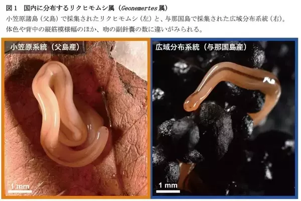 【昭和医科大学】ミトコンドリアゲノム解析で発見された"隠れた種多様性"―小笠原諸島のリクヒモムシ、広域分布種とは異なる系統を確認―
