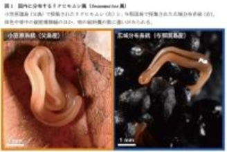 【昭和医科大学】ミトコンドリアゲノム解析で発見された"隠れた種多様性"―小笠原諸島のリクヒモムシ、広域分布種とは異なる系統を確認―