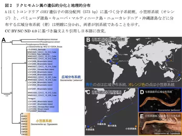 「【昭和医科大学】ミトコンドリアゲノム解析で発見された"隠れた種多様性"―小笠原諸島のリクヒモムシ、広域分布種とは異なる系統を確認―」の画像