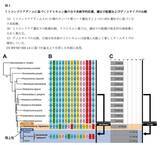 「【昭和医科大学】ミトコンドリアゲノム解析で発見された"隠れた種多様性"―小笠原諸島のリクヒモムシ、広域分布種とは異なる系統を確認―」の画像3