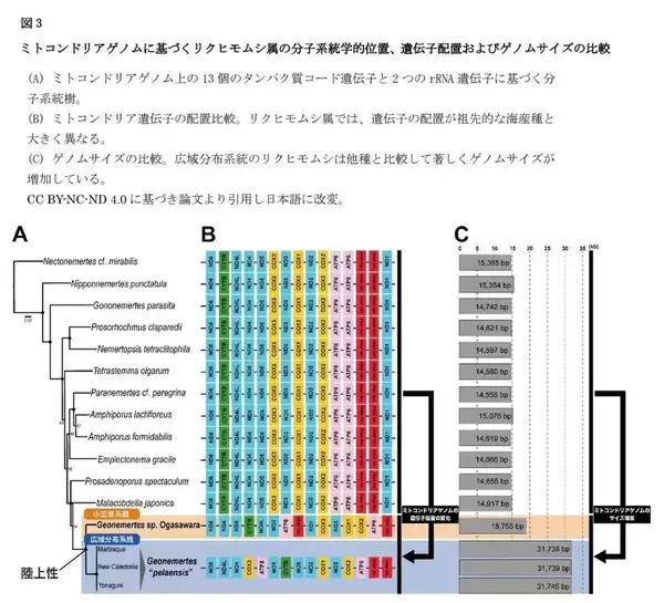「【昭和医科大学】ミトコンドリアゲノム解析で発見された"隠れた種多様性"―小笠原諸島のリクヒモムシ、広域分布種とは異なる系統を確認―」の画像