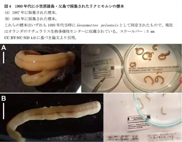 「【昭和医科大学】ミトコンドリアゲノム解析で発見された"隠れた種多様性"―小笠原諸島のリクヒモムシ、広域分布種とは異なる系統を確認―」の画像