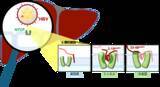 「【横浜市立大学】B型肝炎ウイルスが肝臓の受容体を認識するユニークな段階的相互作用を解明」の画像1
