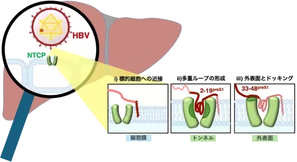 【横浜市立大学】B型肝炎ウイルスが肝臓の受容体を認識するユニークな段階的相互作用を解明
