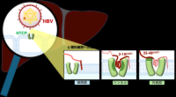 【横浜市立大学】B型肝炎ウイルスが肝臓の受容体を認識するユニークな段階的相互作用を解明