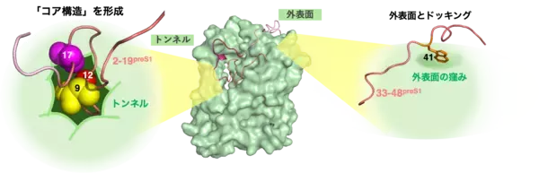 「【横浜市立大学】B型肝炎ウイルスが肝臓の受容体を認識するユニークな段階的相互作用を解明」の画像