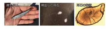 温暖化によるアユ生態の南方化 ～ 海水温の上昇が海洋生活を短縮、長良川の長期データで解明【長野大学・岐阜大学・岐阜県】