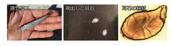 温暖化によるアユ生態の南方化 ～ 海水温の上昇が海洋生活を短縮、長良川の長期データで解明【長野大学・岐阜大学・岐阜県】