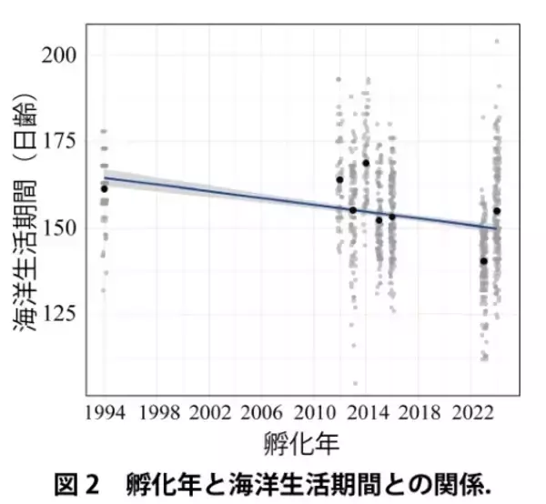 「温暖化によるアユ生態の南方化 ～ 海水温の上昇が海洋生活を短縮、長良川の長期データで解明【長野大学・岐阜大学・岐阜県】」の画像