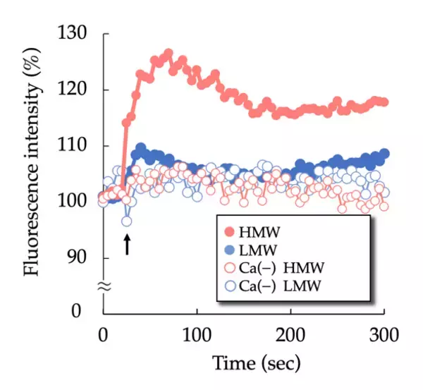 「昭和大学などの研究グループがパーキンソン病の原因タンパクであるα-シヌクレインの高分子オリゴマーによる細胞傷害機序の一端を解明」の画像