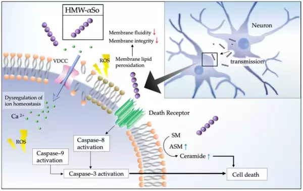 「昭和大学などの研究グループがパーキンソン病の原因タンパクであるα-シヌクレインの高分子オリゴマーによる細胞傷害機序の一端を解明」の画像