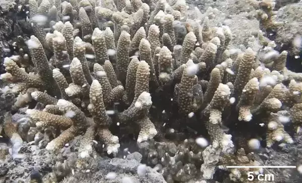 「大量の軽石漂着が沿岸生物に与える影響 ～軽石漂着が始まった直後の記録 -- 北里大学」の画像