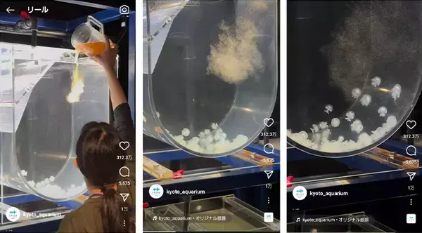 【京都水族館】クラゲがごはんを求めてまっしぐら！？公式Instagram動画が1億回再生を突破！！