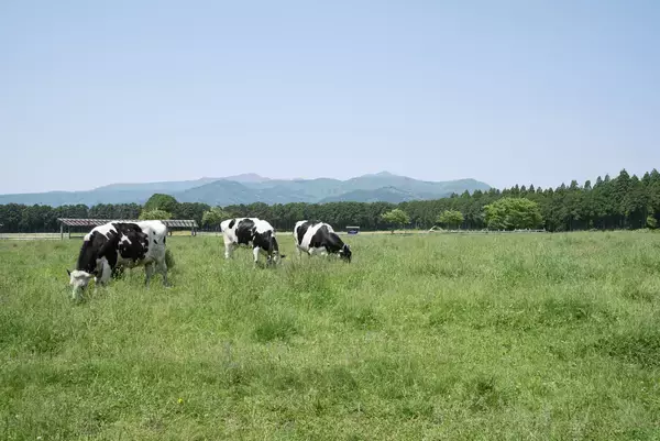 「那須千本松牧場、埼玉2店舗目 直営ソフトクリームショップをイオンモール羽生にオープン」の画像