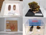 「【京都水族館】国立科学博物館巡回展が京都水族館へやってくる「キモかわすごい！海の骨なしどうぶつの世界」開催」の画像2