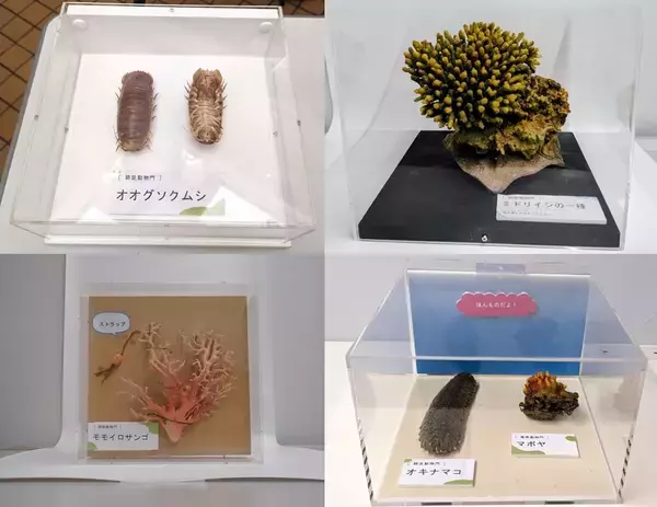 「【京都水族館】国立科学博物館巡回展が京都水族館へやってくる「キモかわすごい！海の骨なしどうぶつの世界」開催」の画像