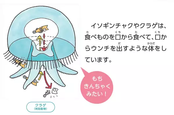 「【京都水族館】国立科学博物館巡回展が京都水族館へやってくる「キモかわすごい！海の骨なしどうぶつの世界」開催」の画像