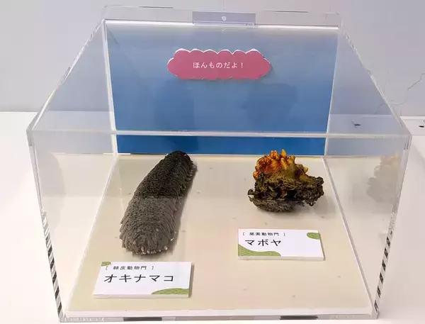 「【京都水族館】国立科学博物館巡回展が京都水族館へやってくる「キモかわすごい！海の骨なしどうぶつの世界」開催」の画像