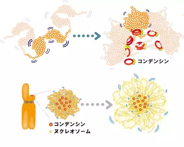 「超解像顕微鏡が解き明かす染色体凝縮の仕組み」の画像
