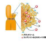 「超解像顕微鏡が解き明かす染色体凝縮の仕組み」の画像4